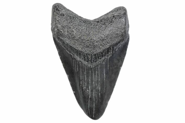 Juvenile Megalodon Tooth - South Carolina #370166